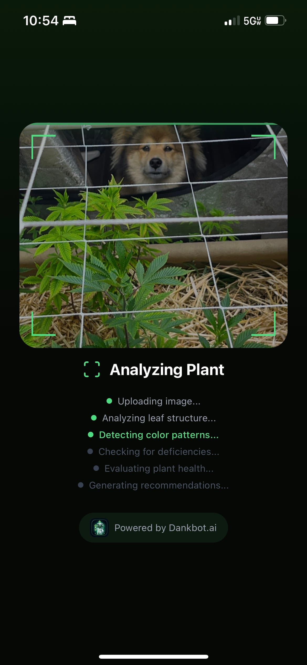 Dankbot.ai AI analyzing cannabis plant health for nutrient deficiencies and growth issues